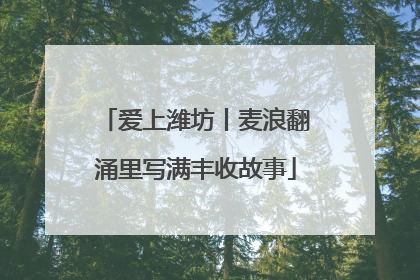 爱上潍坊丨麦浪翻涌里写满丰收故事
