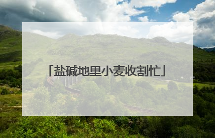 盐碱地里小麦收割忙