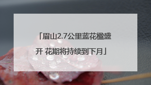 眉山2.7公里蓝花楹盛开 花期将持续到下月