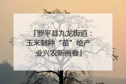 罗平县九龙街道：玉米制种“苗”绘产业兴农新画卷