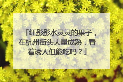 红彤彤水灵灵的果子，在杭州街头大量成熟，看着诱人但能吃吗？