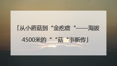 从小蘑菇到“金疙瘩“——海拔4500米的““菇“事新传