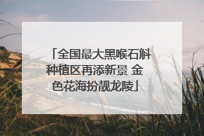 全国最大黑喉石斛种植区再添新景 金色花海扮靓龙陵