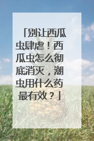别让西瓜虫肆虐！西瓜虫怎么彻底消灭，潮虫用什么药最有效？
