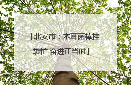 北安市：木耳菌棒挂袋忙 奋进正当时
