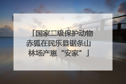 国家二级保护动物赤狐在民乐县锯条山林场产崽“安家”
