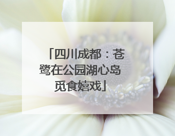 四川成都：苍鹭在公园湖心岛觅食嬉戏