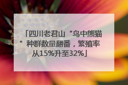 四川老君山“鸟中熊猫”种群数量翻番，繁殖率从15%升至32%