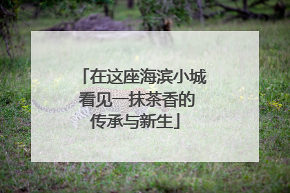 在这座海滨小城 看见一抹茶香的传承与新生