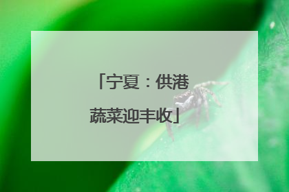 宁夏：供港蔬菜迎丰收