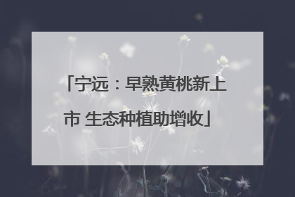 宁远：早熟黄桃新上市 生态种植助增收