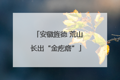 安徽旌德 荒山长出“金疙瘩”