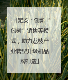 定安：创新“包树”销售等模式，助力荔枝产业转型升级和品牌打造