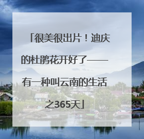 很美很出片！迪庆的杜鹃花开好了——有一种叫云南的生活之365天
