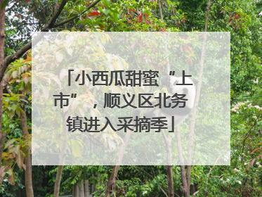 小西瓜甜蜜“上市”，顺义区北务镇进入采摘季
