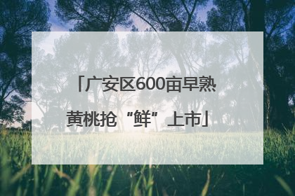 广安区600亩早熟黄桃抢“鲜”上市