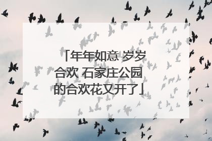 年年如意 岁岁合欢 石家庄公园的合欢花又开了