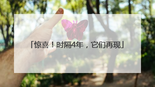 惊喜！时隔4年，它们再现