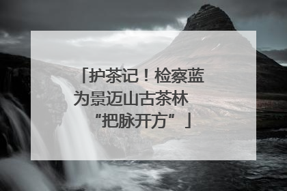 护茶记！检察蓝为景迈山古茶林 “把脉开方”
