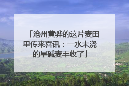 沧州黄骅的这片麦田里传来喜讯：一水未浇的旱碱麦丰收了