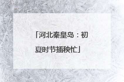 河北秦皇岛：初夏时节插秧忙