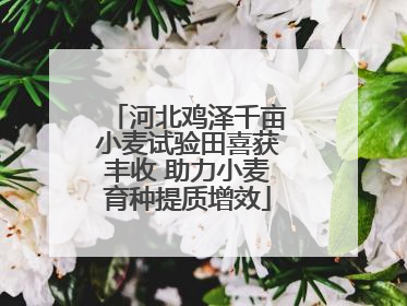 河北鸡泽千亩小麦试验田喜获丰收 助力小麦育种提质增效