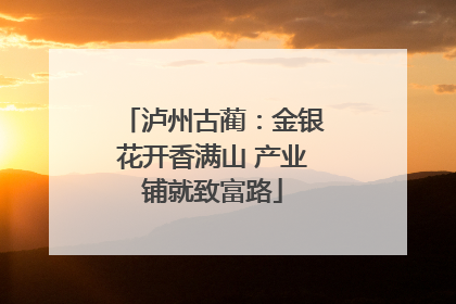 泸州古蔺：金银花开香满山 产业铺就致富路
