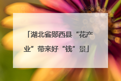 湖北省郧西县“花产业”带来好“钱”景