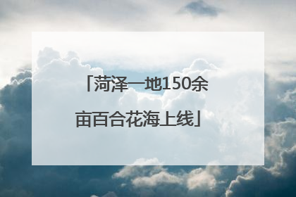 菏泽一地150余亩百合花海上线