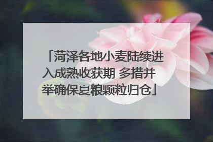 菏泽各地小麦陆续进入成熟收获期 多措并举确保夏粮颗粒归仓