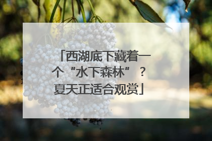 西湖底下藏着一个“水下森林”？夏天正适合观赏
