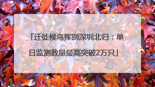 迁徙候鸟挥别深圳北归：单日监测数量最高突破2万只