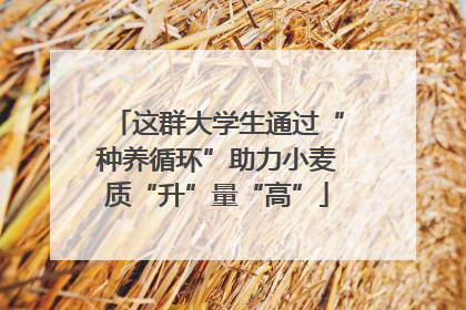 这群大学生通过“种养循环”助力小麦质“升”量“高”