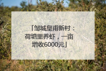 邹城皇甫新村：荷塘里养虾，一亩增收6000元