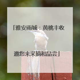 雅安雨城：黄桃丰收 邀您来采摘和品尝