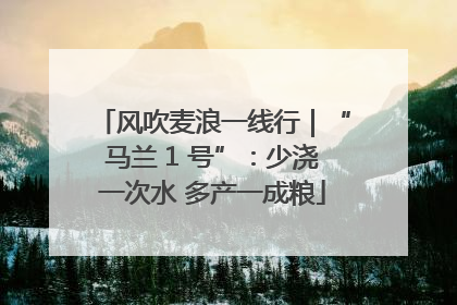 风吹麦浪一线行｜“马兰 1 号”：少浇一次水 多产一成粮