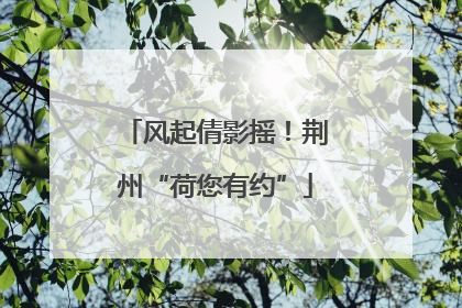 风起倩影摇！荆州“荷您有约”