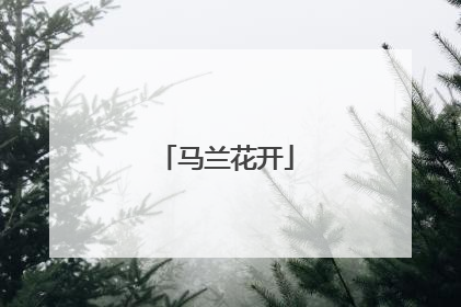 马兰花开