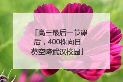 高三最后一节课后，400株向日葵空降武汉校园