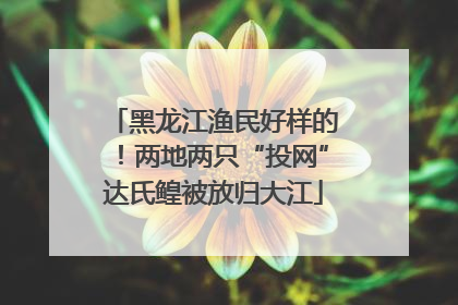 黑龙江渔民好样的！两地两只“投网”达氏鳇被放归大江